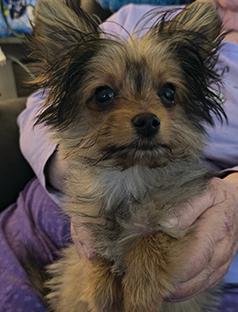 MALE POM/ YORKIE