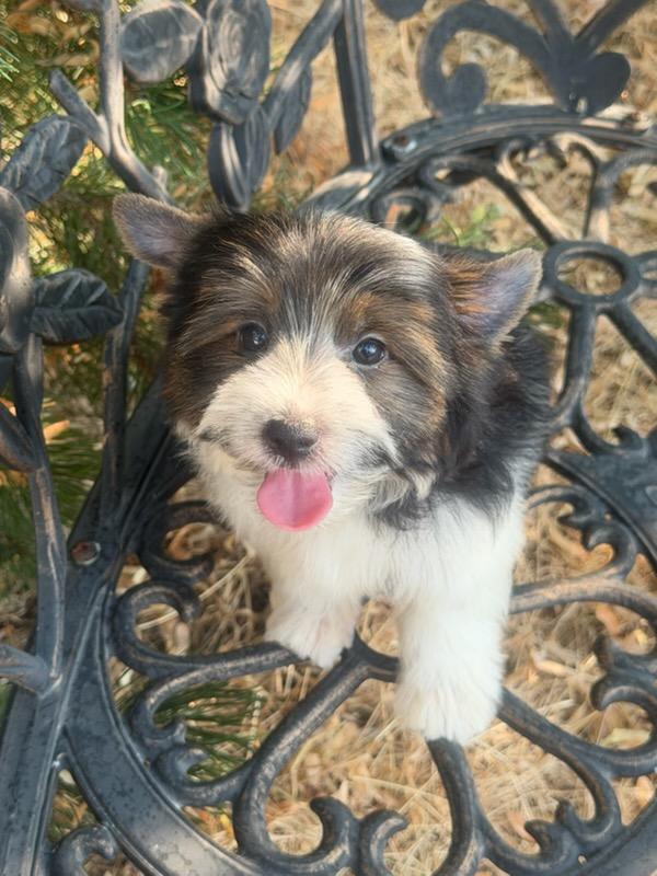 ADORABLE HYPOALLERGENIC AKC PARENTS BIEWER TERRIER PUPPIES