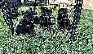 AKC REG. ROTTWEILER PUPPIES 