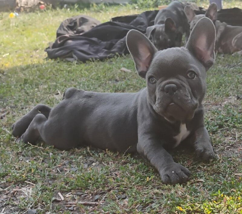 FRENCH BULLDOG PUPPIES