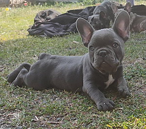 FRENCH BULLDOG PUPPIES