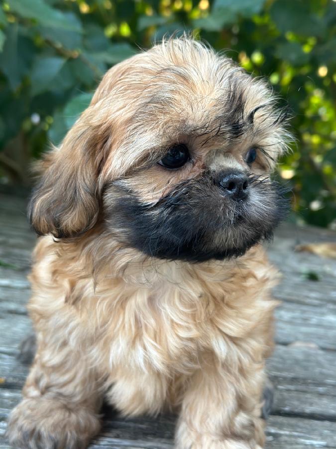 ADORABLE SHIH TZU PUPPIES