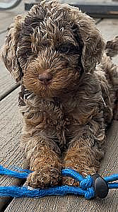 LABRADOODLE PUPPIES