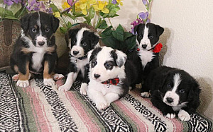 AUSTRALIAN SHEPHERD/ BORDER COLLIE PUPPIES