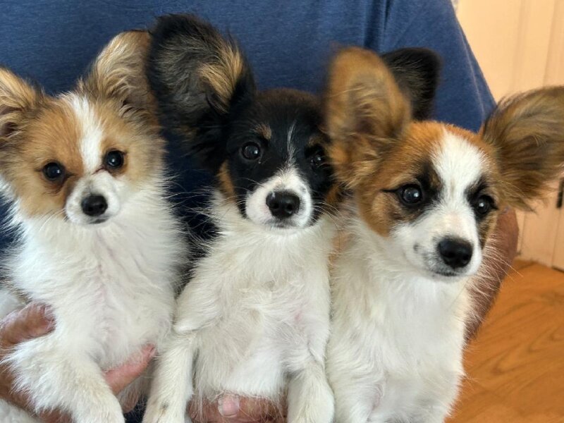 THREE ADORABLE AKC PAPILLION MALES