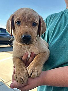 RED LAB PUPPIES 