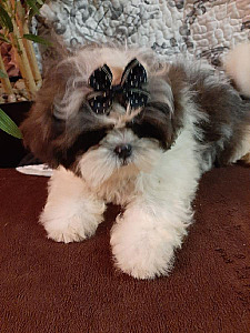 GORGEOUS AKC SHIH TZU PUPPIES