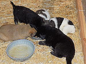 CAREYWOOD FARM PUPPIES 