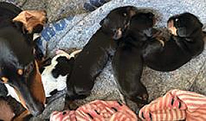 THREE MINIATURE DACHSHUND PUPPIES