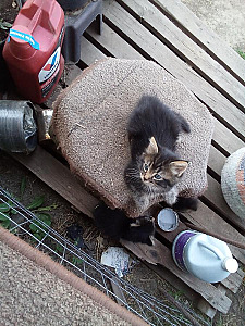 PART MAINE COON KITTENS