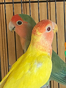 LOVE BIRDS 