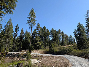 20 ACRES LOCATED CLOSE TO DIAMOND LAKE WITH BIG TIMBER