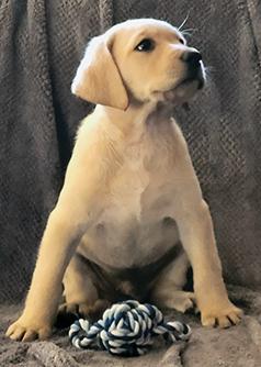 AKC LABRADOR PUPPIES 