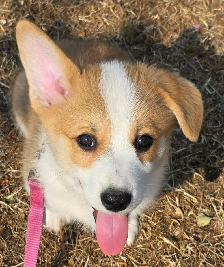 AMERICAN CORGI PUPPIES