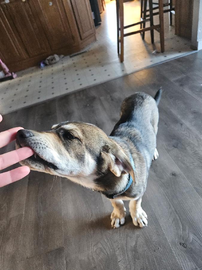 MISSING ANATOLIAN/ PYRENEES MIX PUPPY