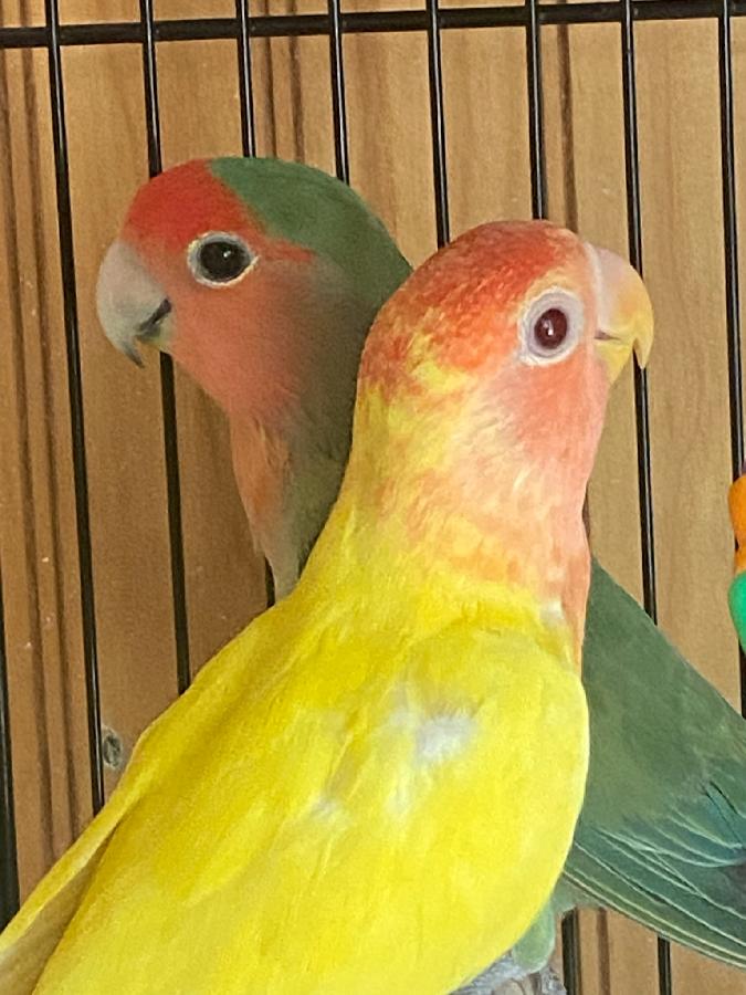 LOVE BIRDS