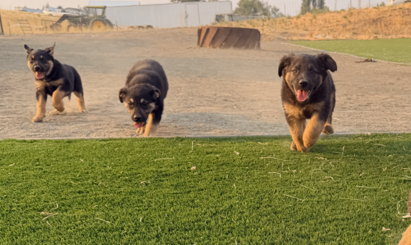 BEAUTIFUL GERMAN SHEPHERD PUPPIES 