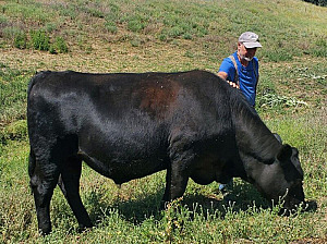 LIVESTOCK SALE 
