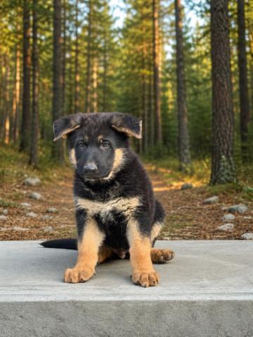 EASTERN EUROPEAN GERMAN SHEPARD PUPPIES