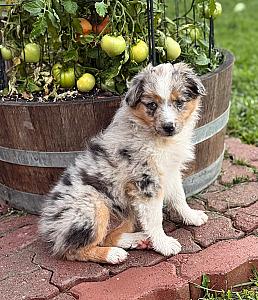 BEAUTIFUL TOY AUSSIES