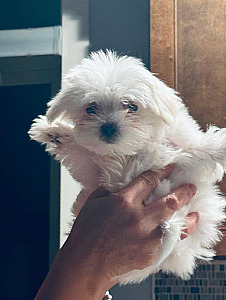 PUREBRED ADORABLE MALTESE PUPPIES