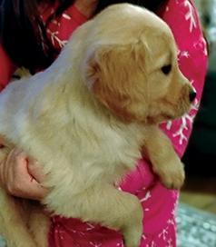 PUREBRED GOLDEN RETRIEVER PUPPIES, READY NOW!