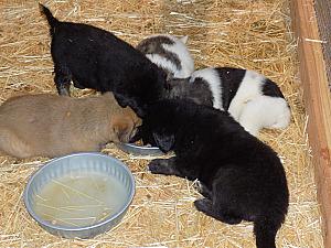 CAREYWOOD FARM PUPPIES 