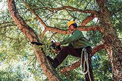 DM TREE SERVICES LLC