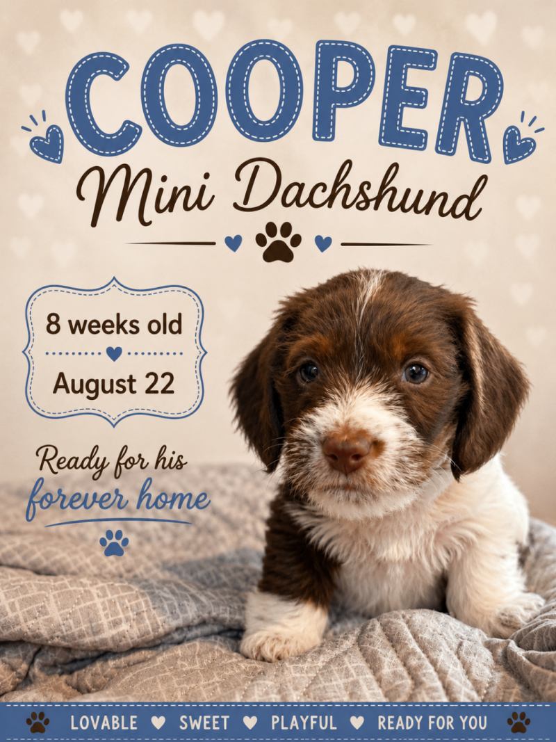 MINI DACHSHUND PUPPIES FOR ADOPTION