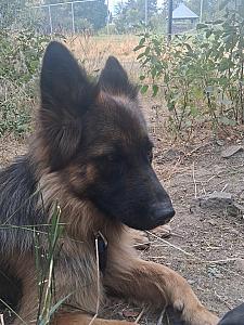 PUREBRED FEMALE GERMAN SHEPHERD 