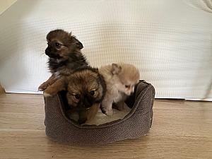 PUREBRED POMERANIAN PUPPIES 
