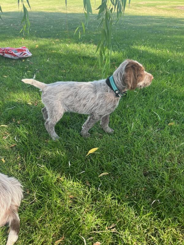 AKC WIREHAIRED POINTING GRIFFON BOY PUPPY