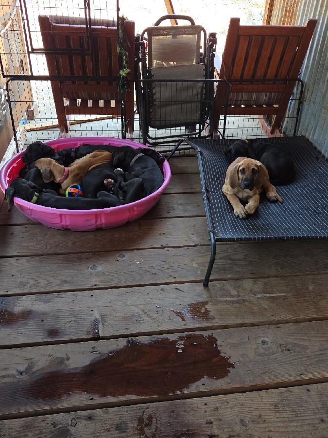 AKC REG. PUREBRED GREAT DANE PUPPIES