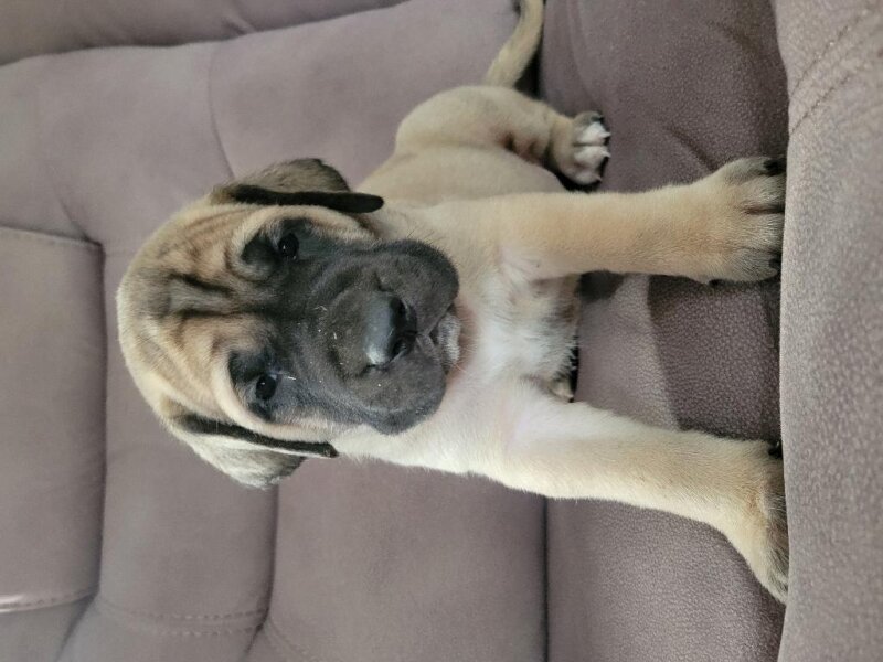 GLADIATOR MASTIFF PUPPIES ARE HERE!