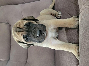 GLADIATOR MASTIFF PUPPIES ARE HERE!