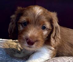 MINI DACHSHUND PUPPIES FOR ADOPTION