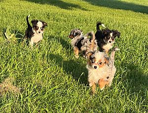 TOY AUSTRALIAN SHEPHERD PUPPIES