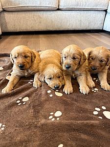 GOLDEN RETRIEVER PUPPIES 