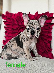 FRENCH BULLDOG PUPPIES 