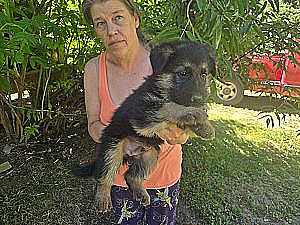 3/4 GERMAN SHEPHERD/ 1/4 BORDER COLLIE PUPPIES 
