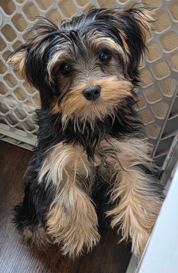 YORKSHIRE TERRIER MALE PUPPY