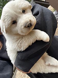 PUREBRED GREAT PYRENEES PUPPIES