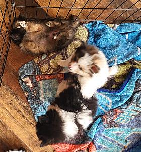 POMERANIAN PUPPIES