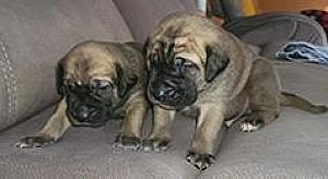 GLADIATOR MASTIFF PUPPIES ARE HERE!