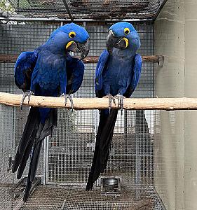 HYACINTH MACAW PAIR