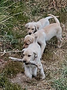 AKC LABRADOR PUPPIES 