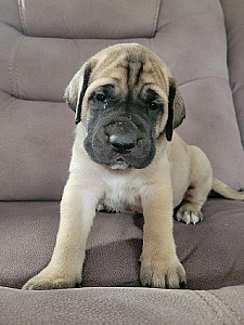 GLADIATOR MASTIFF PUPPIES ARE HERE!