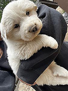PUREBRED GREAT PYRENEES PUPPIES