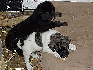 CAREYWOOD FARM PUPPIES 