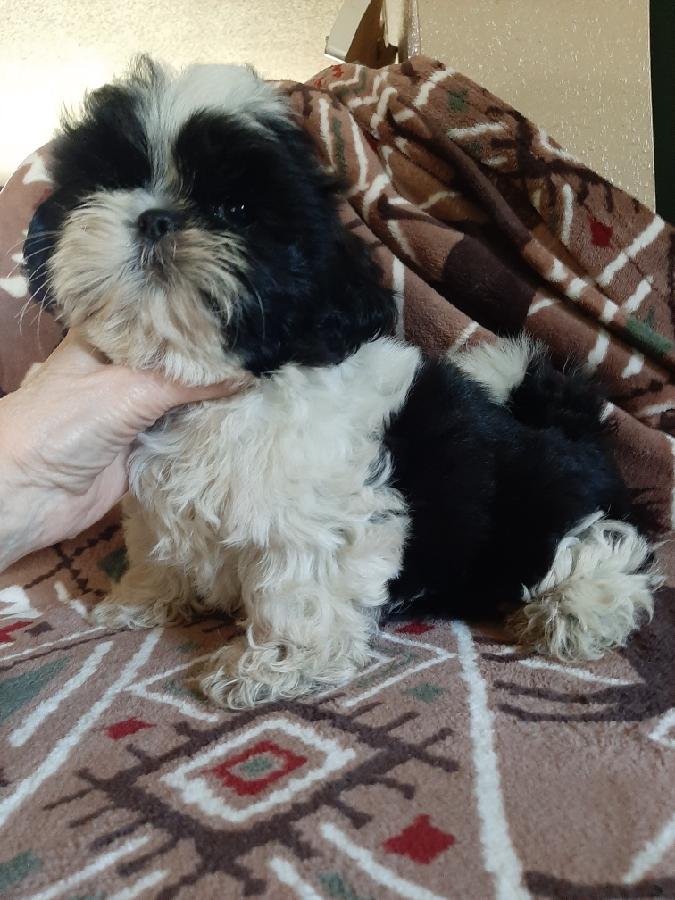 GORGEOUS AKC SHIH TZU PUPPIES